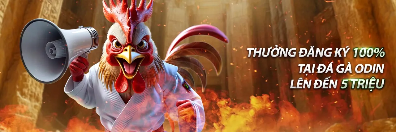 Gà chọi đá cựa sắt mạnh mẽ trên sàn đấu q88