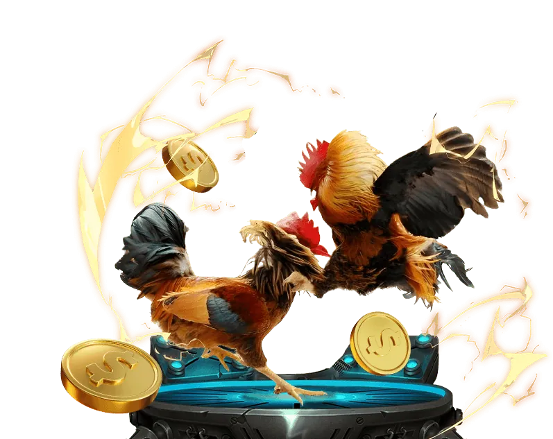 Gà tre nhỏ gọn nhưng dũng mãnh trong trận đấu tại q88